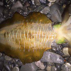 浜、湾内ともに連日アオリイカ、ヒラメ、モンゴウ、タコその他